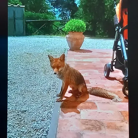 Da Nonna Argia Gospodarstwo agroturystyczne Massa e Cozzile